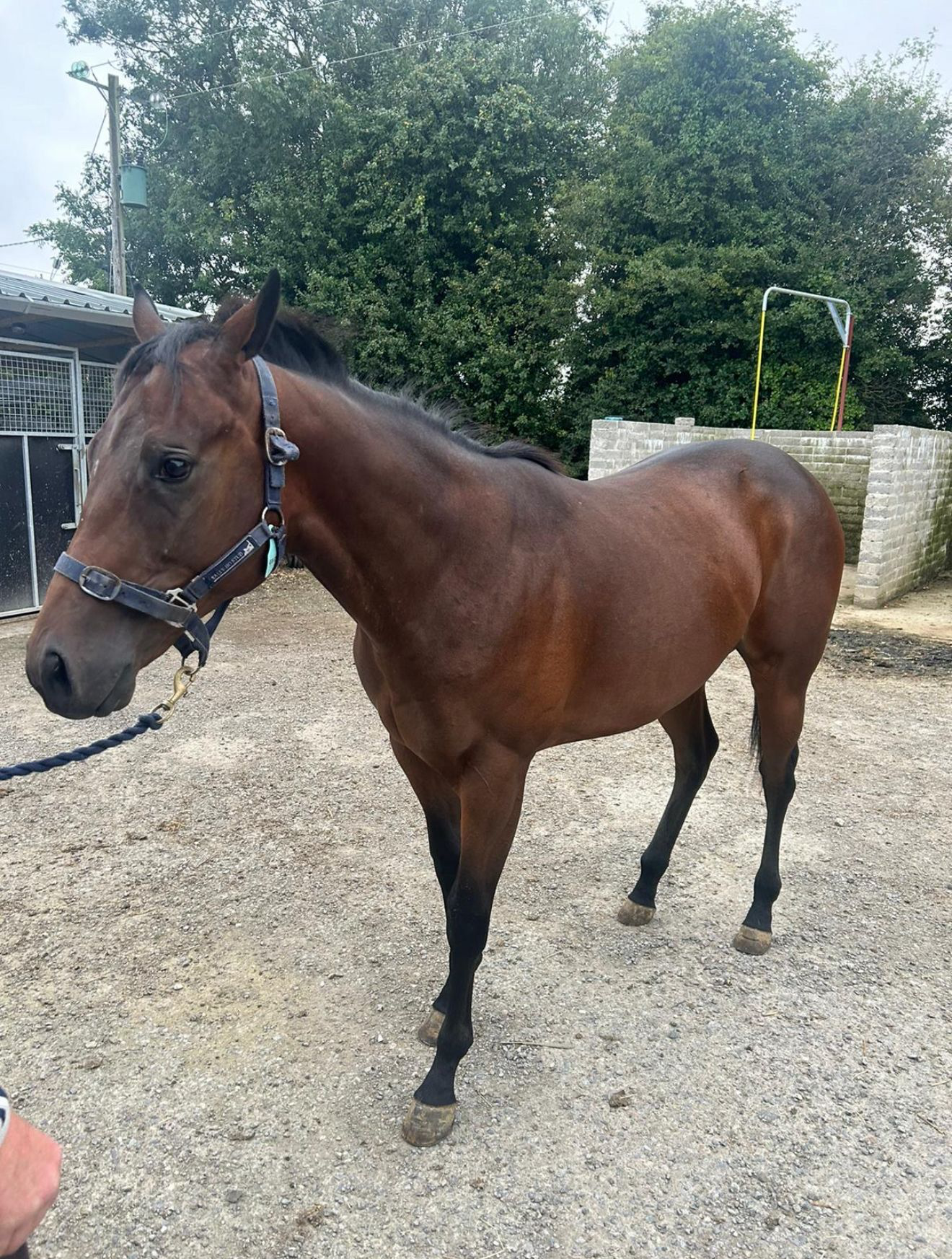 Cisterna | 2yo Gelding